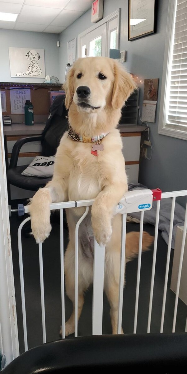 Images Staunton River Veterinary Clinic