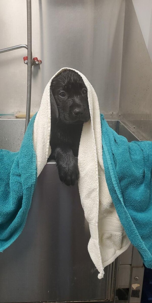 Images Staunton River Veterinary Clinic