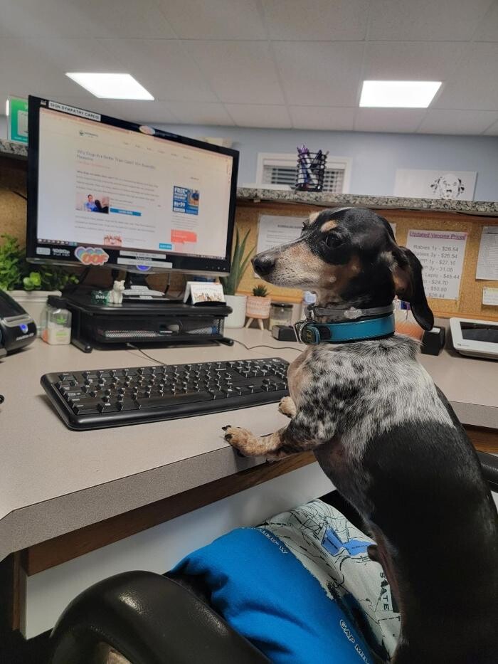 Images Staunton River Veterinary Clinic