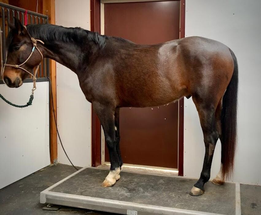 Images Front Range Equine Performance & Rehabilitation