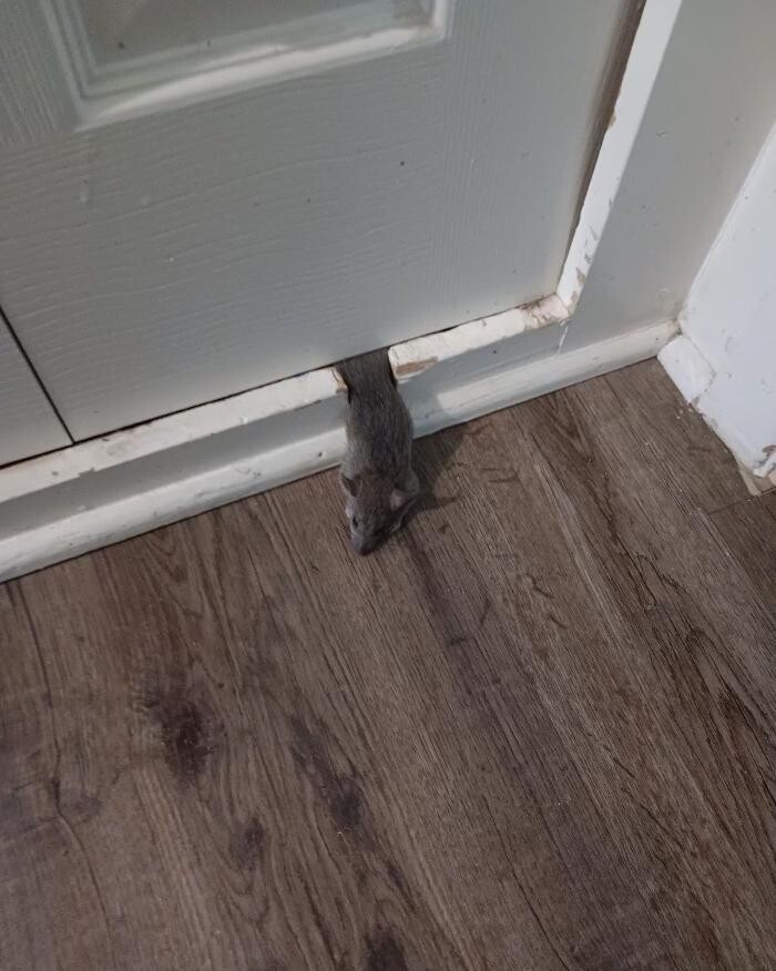 Images Guaranteed Rodent Removal Services