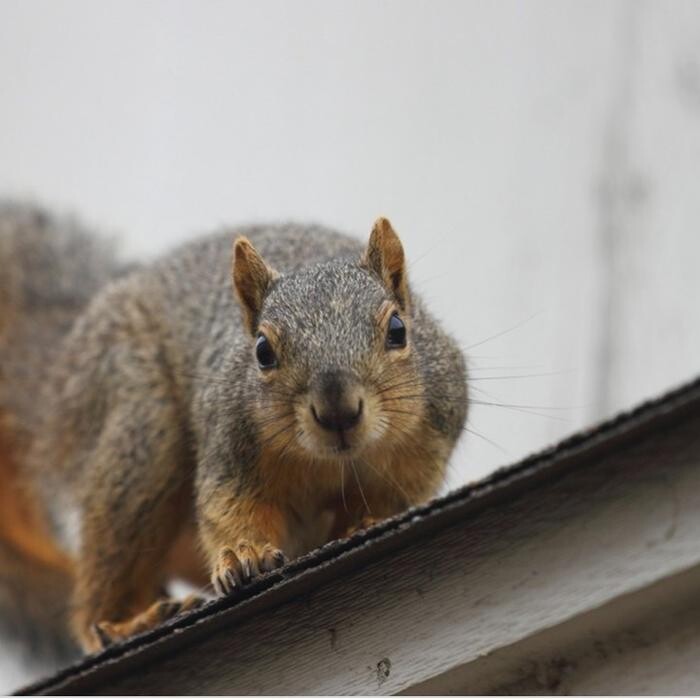 Images Guaranteed Rodent Removal Services
