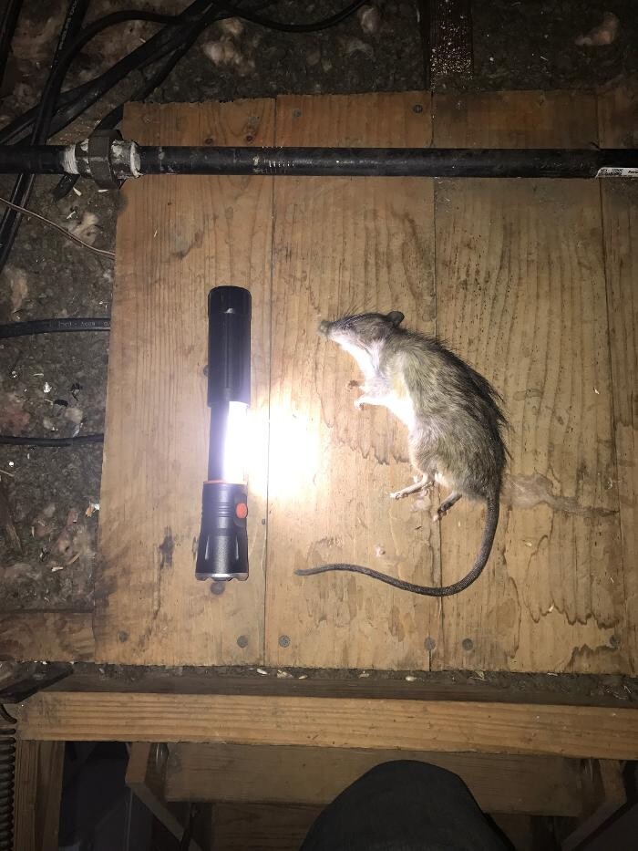 Images Guaranteed Rodent Removal Services