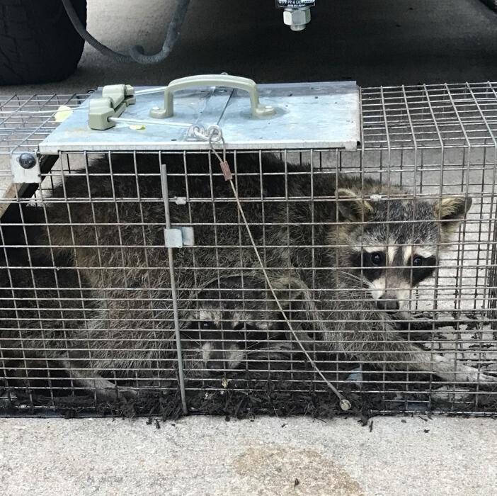 Images Guaranteed Rodent Removal Services