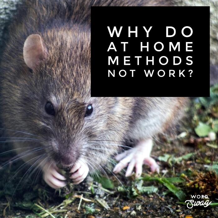 Images Guaranteed Rodent Removal Services