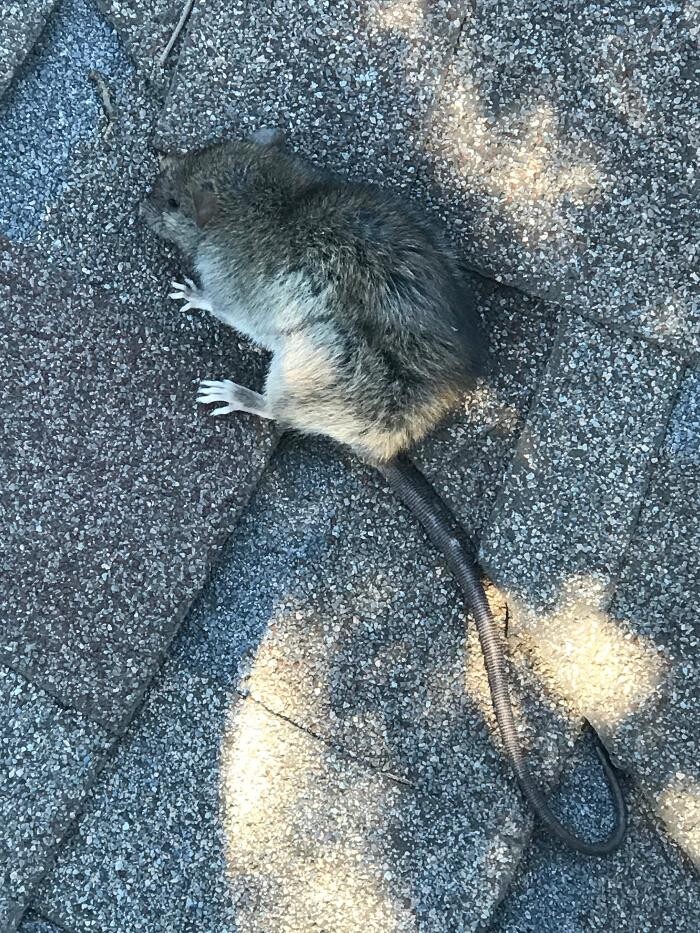 Images Guaranteed Rodent Removal Services
