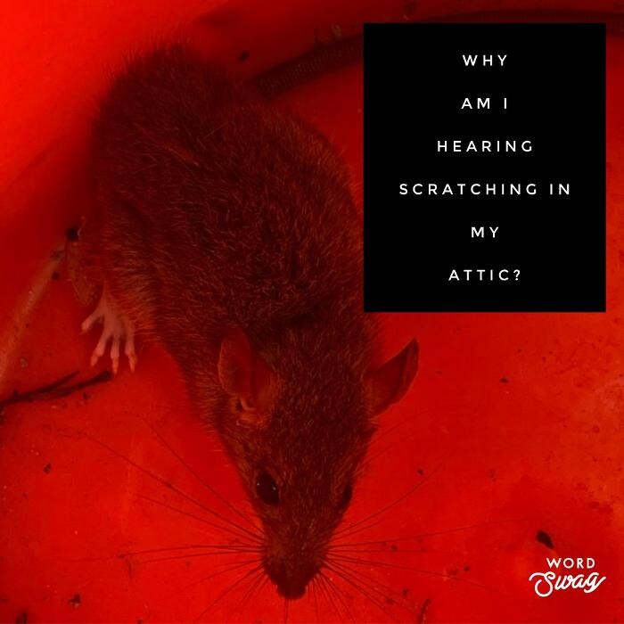 Images Guaranteed Rodent Removal Services