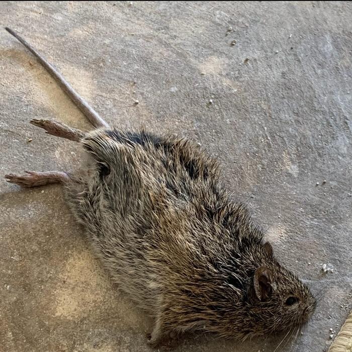 Images Guaranteed Rodent Removal Services