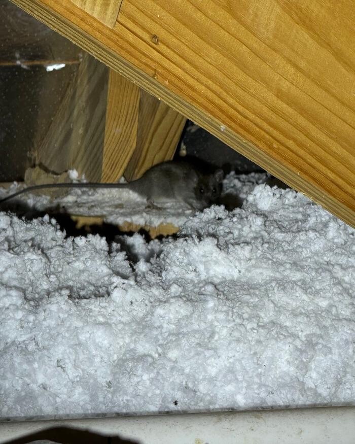 Images Guaranteed Rodent Removal Services