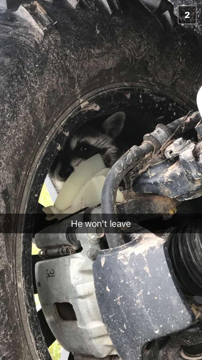 Images Guaranteed Rodent Removal Services