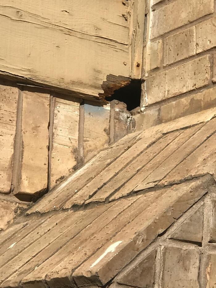 Images Guaranteed Rodent Removal Services