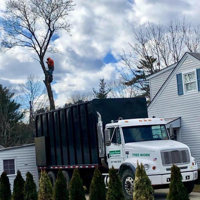 Images Greater Boston Tree Service