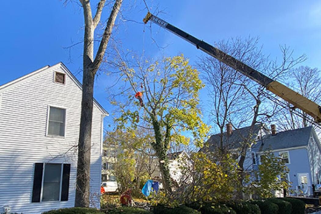 Images Greater Boston Tree Service