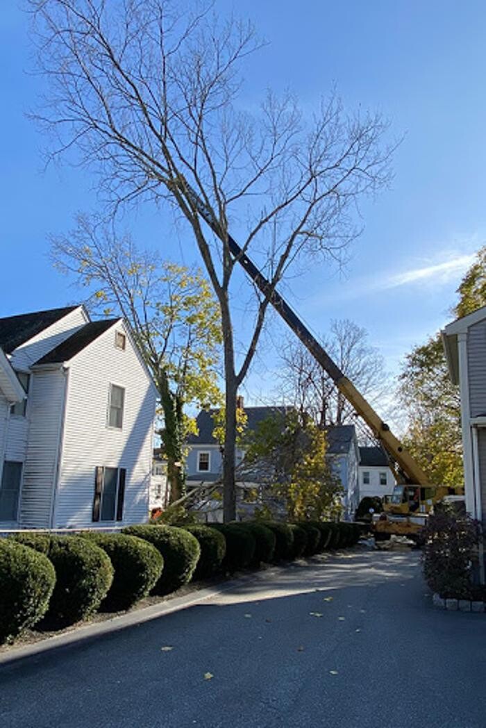 Images Greater Boston Tree Service