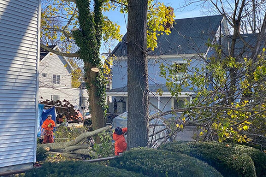 Images Greater Boston Tree Service