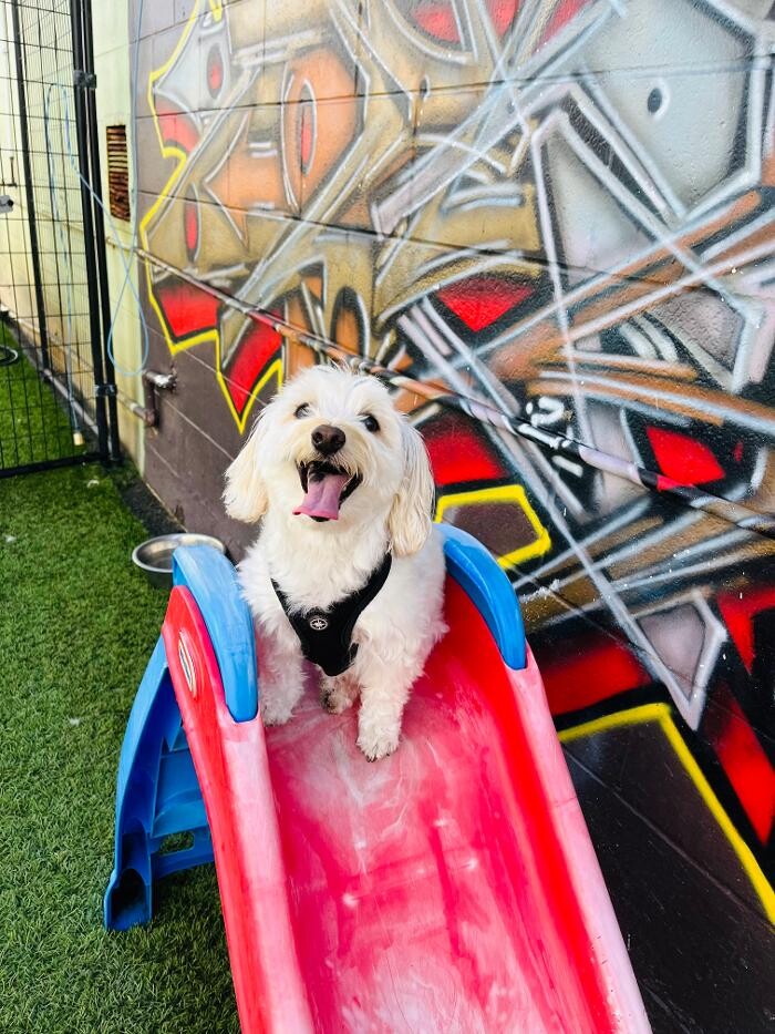 Images Furever Friends Play and Stay