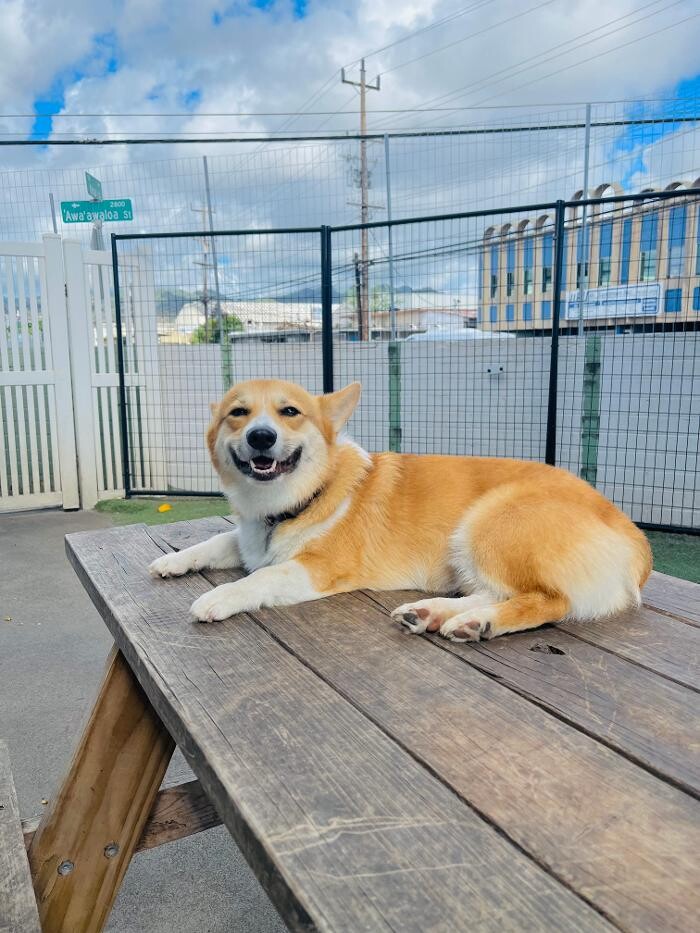 Images Furever Friends Play and Stay