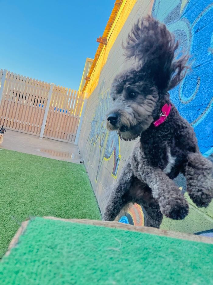 Images Furever Friends Play and Stay