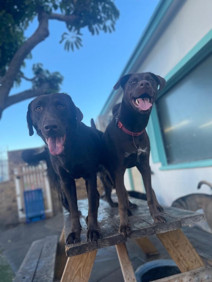 Images Furever Friends Play and Stay