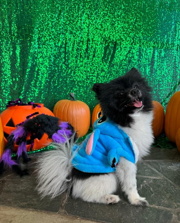 Images Furever Friends Play and Stay