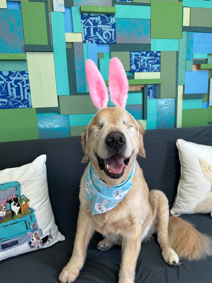 Images Furever Friends Play and Stay