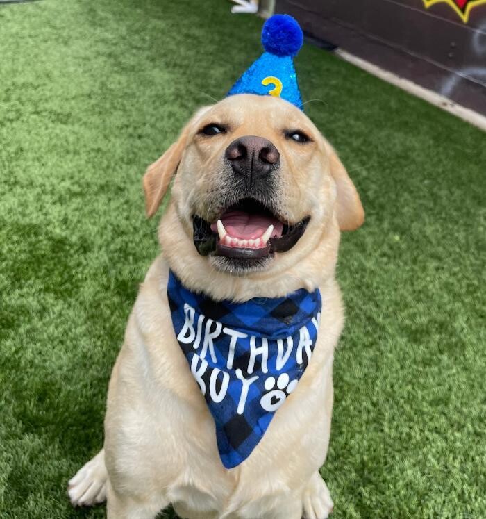 Images Furever Friends Play and Stay