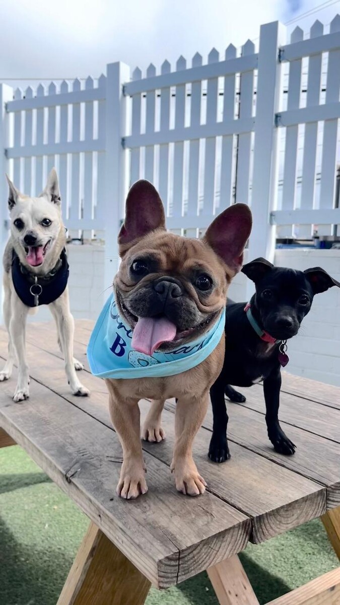 Images Furever Friends Play and Stay