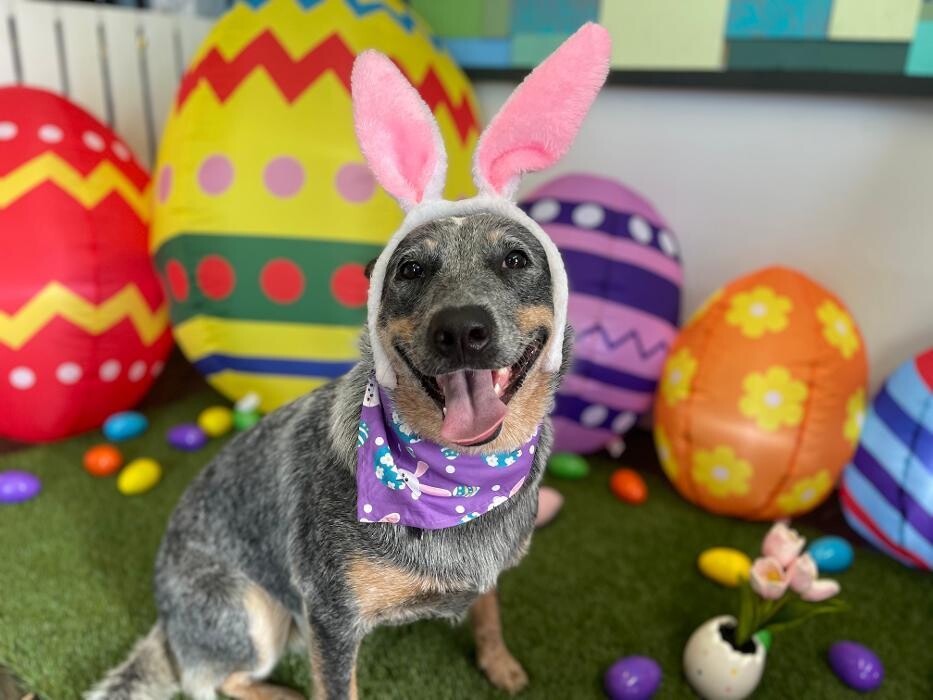 Images Furever Friends Play and Stay