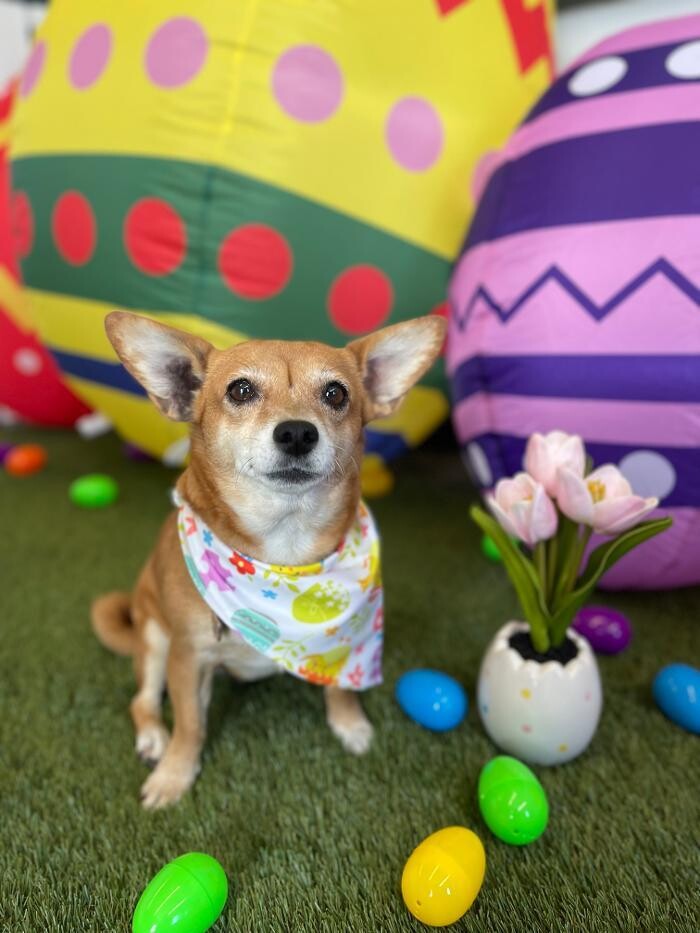 Images Furever Friends Play and Stay