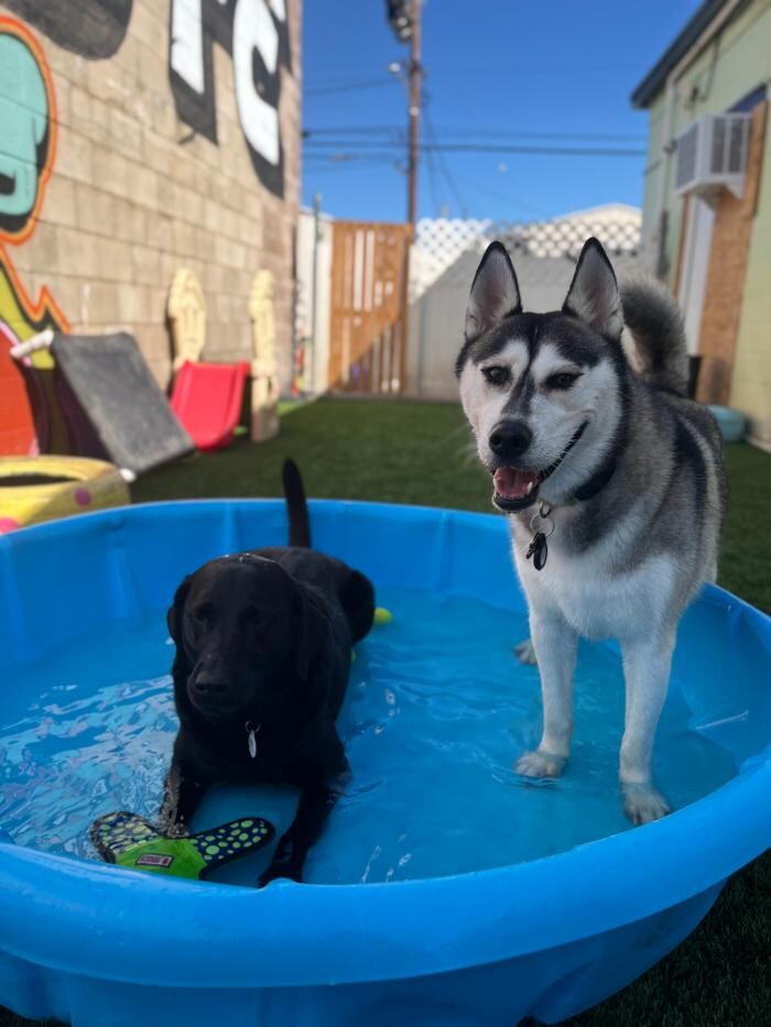 Images Furever Friends Play and Stay