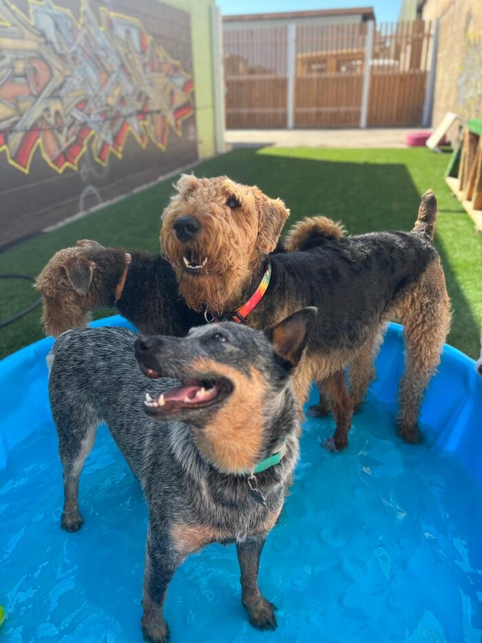 Images Furever Friends Play and Stay