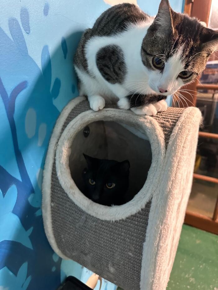 Images Furever Friends Play and Stay