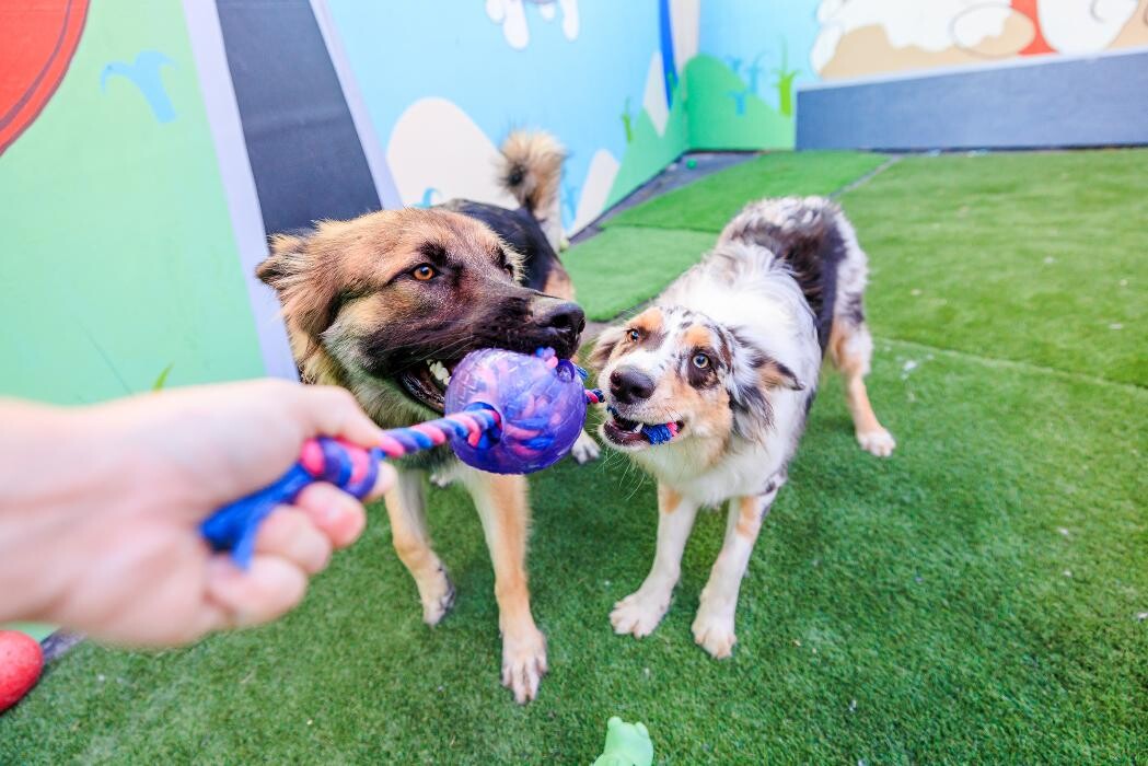 Images Furever Friends Play and Stay