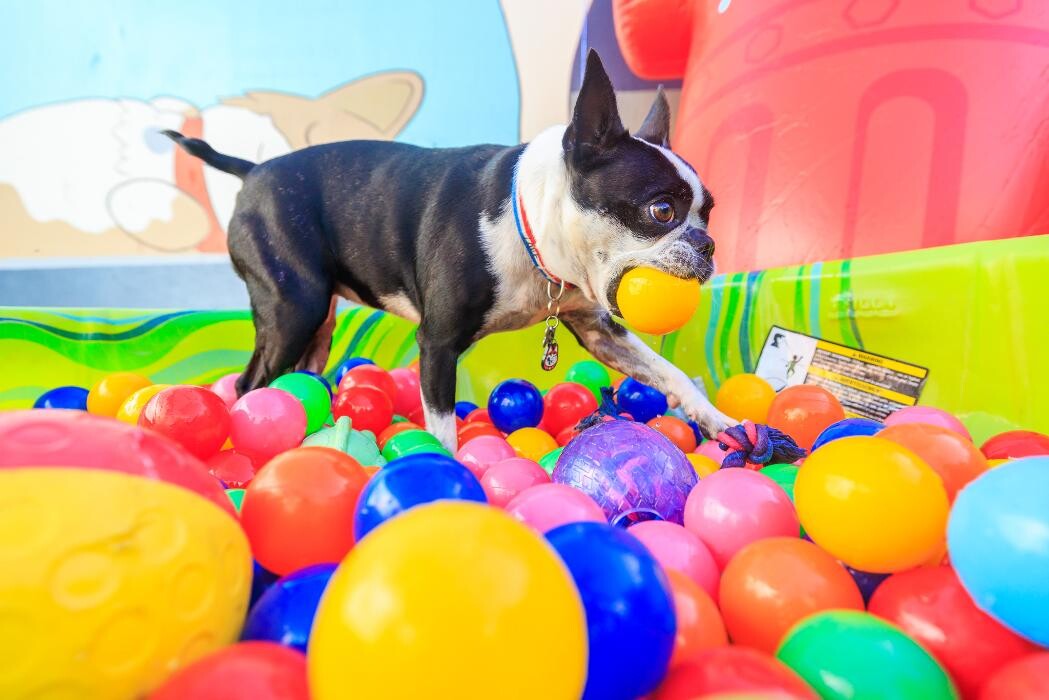 Images Furever Friends Play and Stay