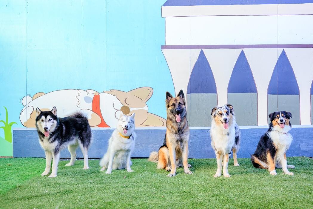 Images Furever Friends Play and Stay