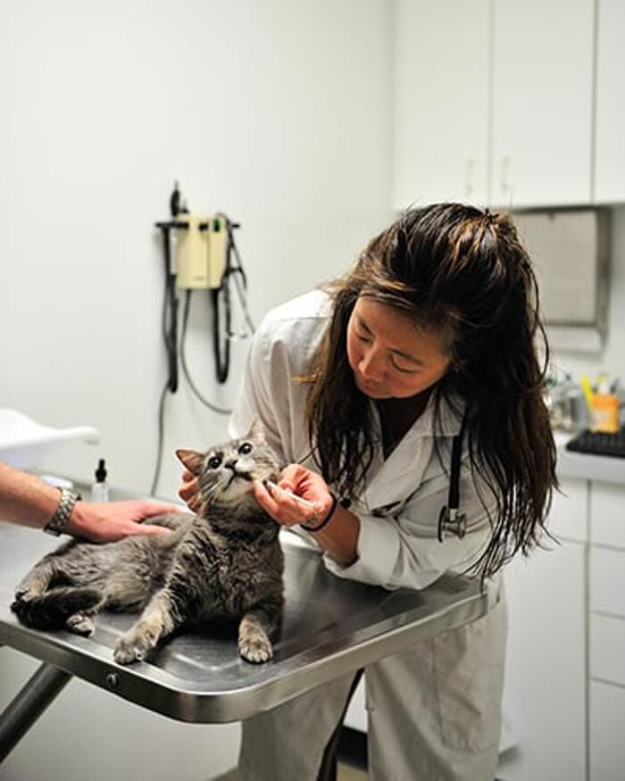 Images Columbia Pike Animal Hospital & Emergency Center