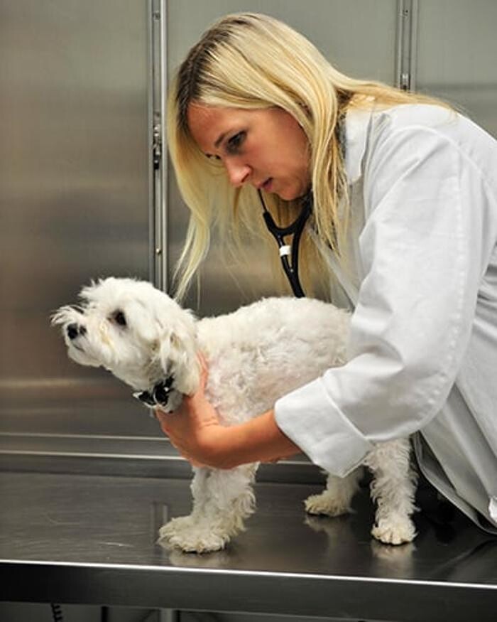 Images Columbia Pike Animal Hospital & Emergency Center