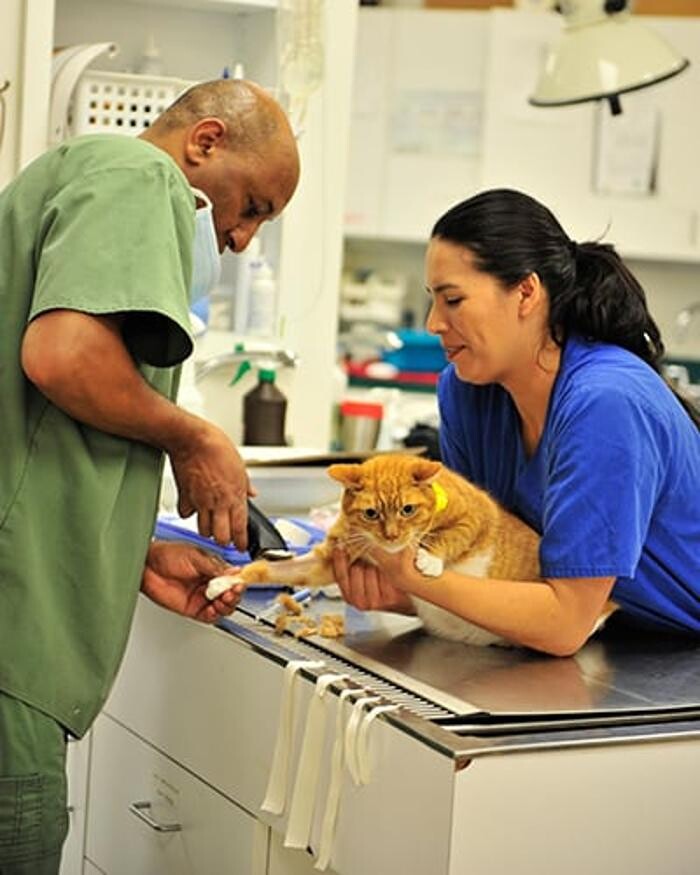 Images Columbia Pike Animal Hospital & Emergency Center