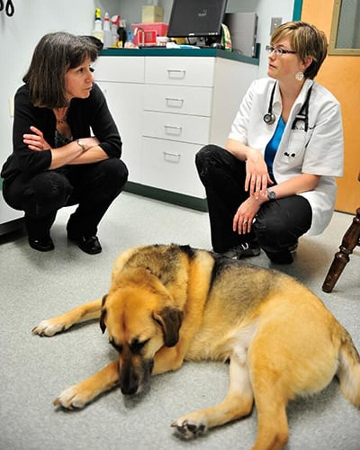 Images Columbia Pike Animal Hospital & Emergency Center