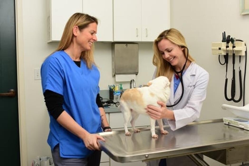 Images Town & Country Animal Hospital