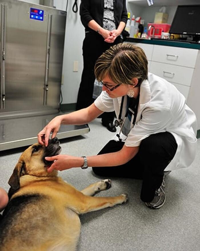 Images Town & Country Animal Hospital