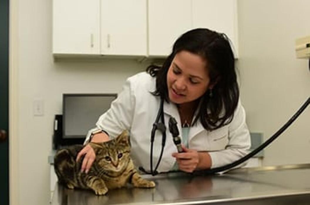 Images Town & Country Animal Hospital