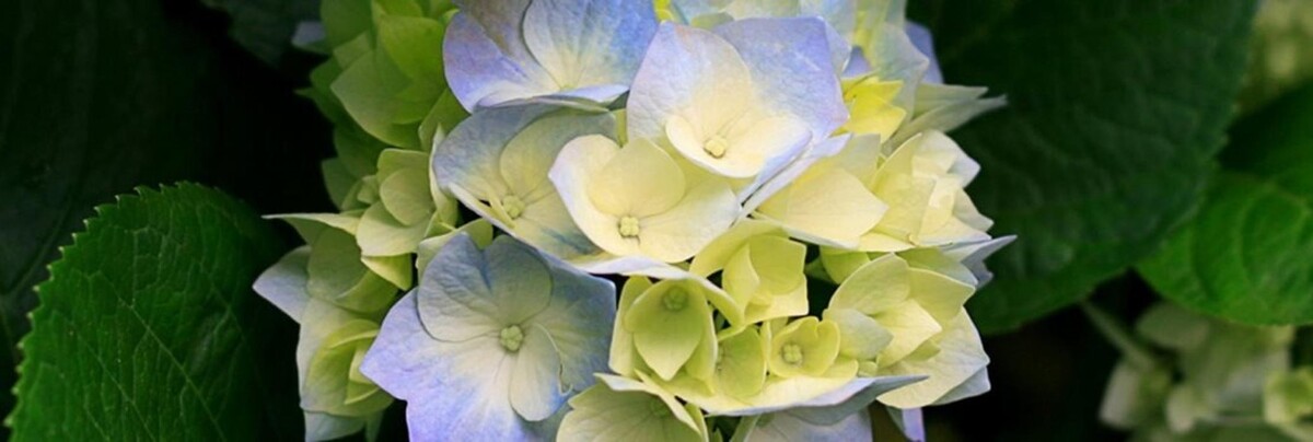 Images Cecelia C. Damask, DO