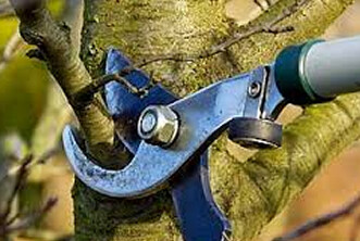 Images Cedar Pond Tree and Crane Service
