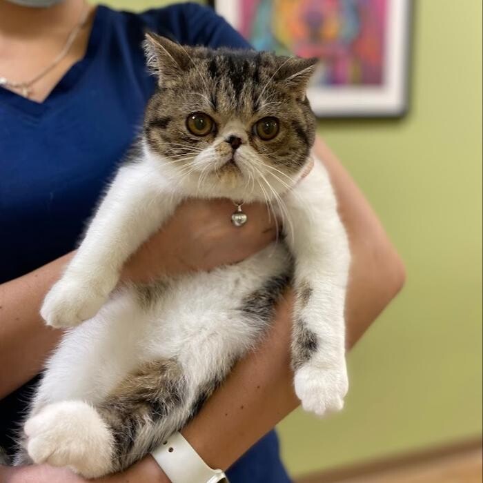 Images Valley Veterinary Hospital