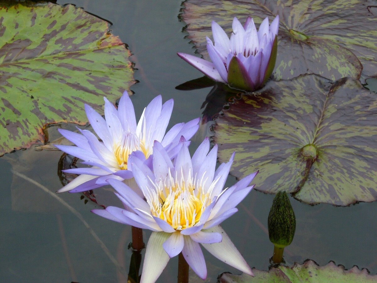 Images Chicago Pond Pros Inc.