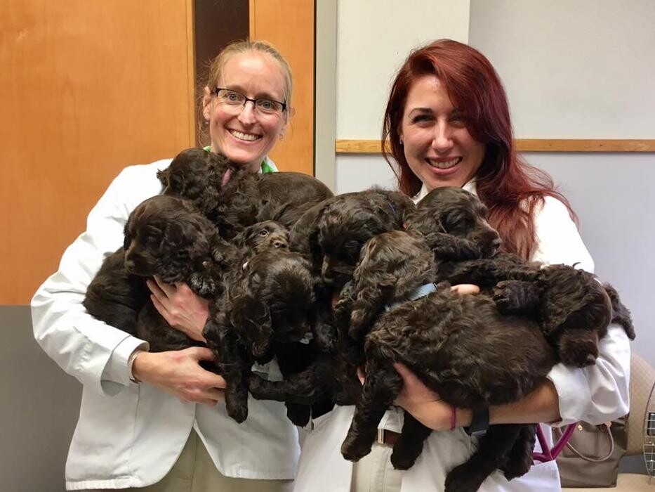 Images Care First Animal Hospital at Glenwood