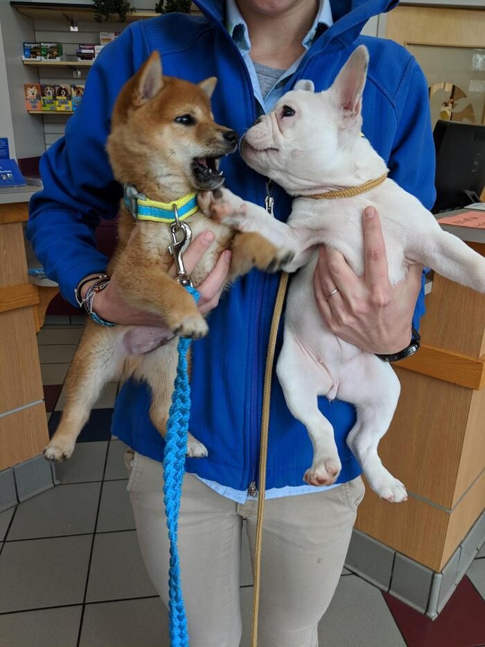Images Care First Animal Hospital at Glenwood