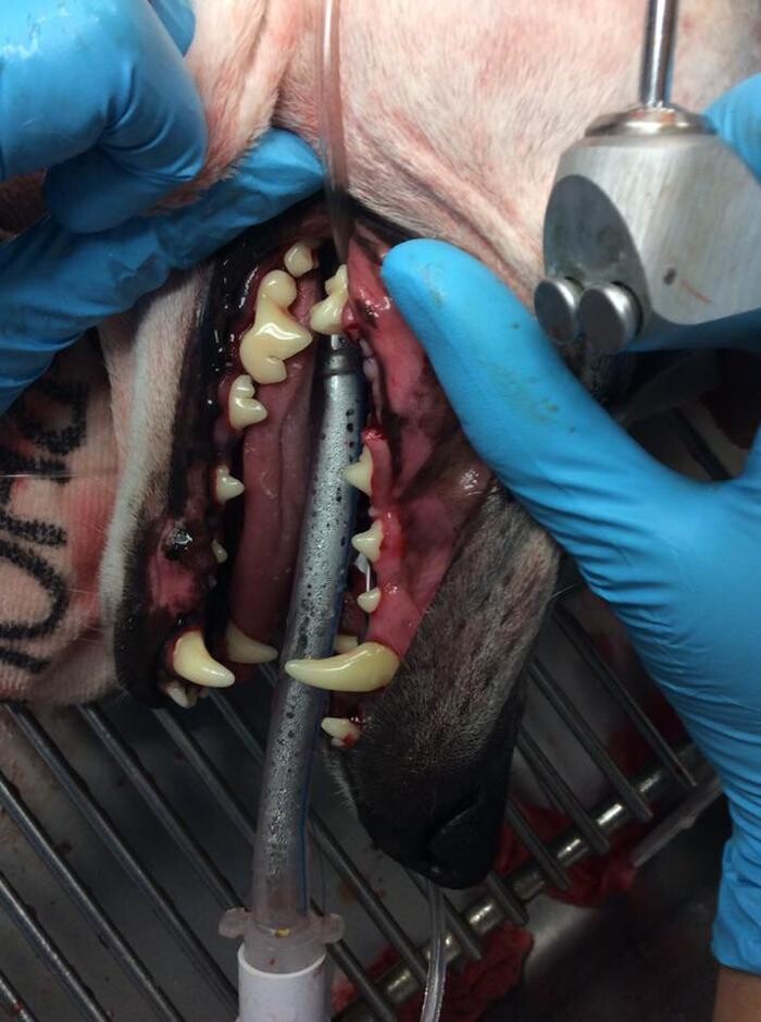 Images Care First Animal Hospital at Glenwood