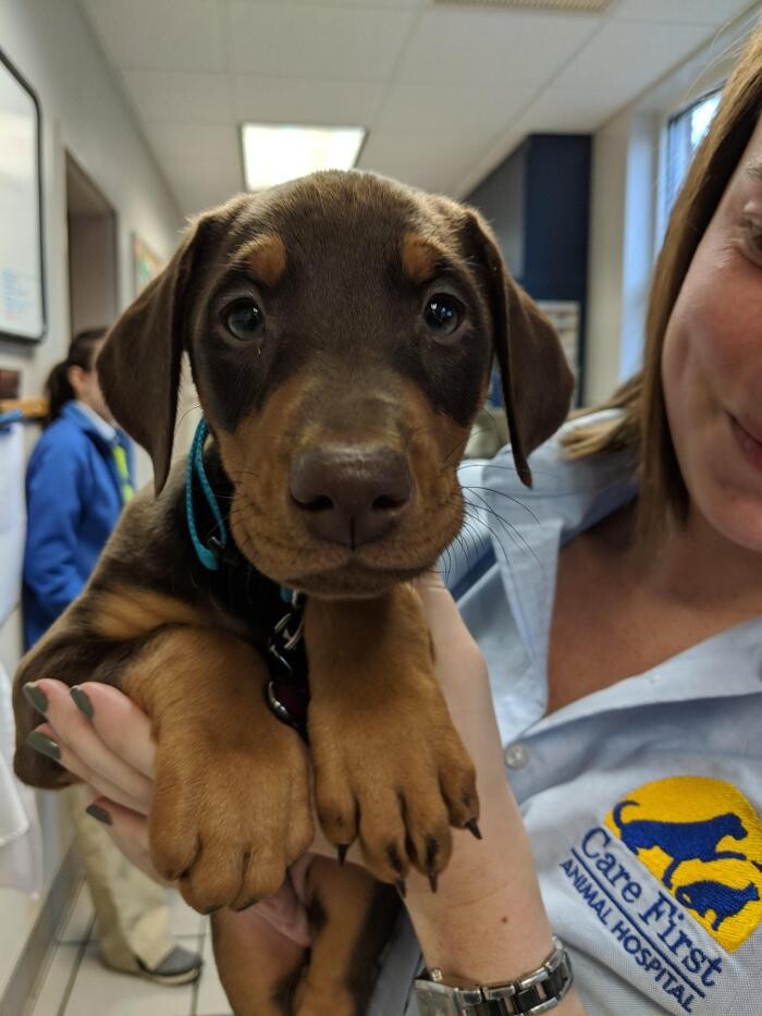 Images Care First Animal Hospital at Glenwood